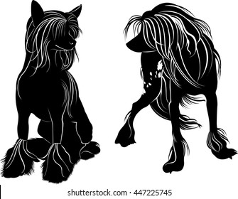 Chinese Crested dog isolated on white background