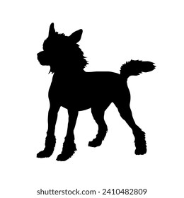 Chinese Crested Dog on the move. Dog in different poses. jumps runs. The dog is sitting. The dog is lying down playing