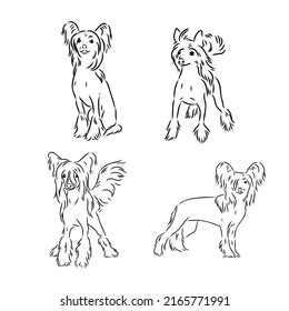 Chinese crested dog set, vector sketch chinese crested vector