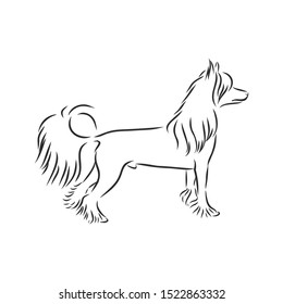 Chinese crested dog sketch, contour vector illustration 