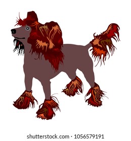 Chinese Crested Dog vector illustration isolated on white background. Vector of funny dog.