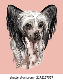 Chinese Crested hand drawing dog vector isolated illustration on pink background. Realistic cute funny dog looking into the camera. For print, design, T-shirt, sublimation, decor, coloring, poster