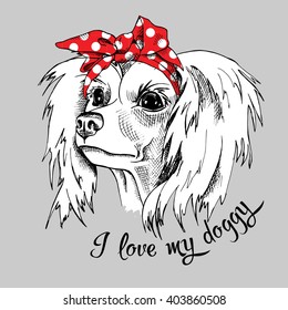 Chinese Crested in a red headband on gray background. Vector illustration.