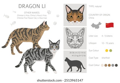 Chinesischer Drache Li Cat Clipart. Alle Fellfarben eingestellt.  Alle Katze Rassen Merkmale Infografik. Vektorgrafik