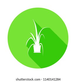 chinese evergreen icon in Flat long shadow style on white background
