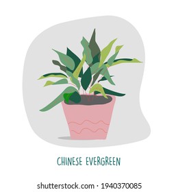 Chinese evergreen illustration. Indoor plants. House plants stock vector illustration. Plant easy to keep alive. Interior decoration houseplants concept. Flat colorful vector illustration
