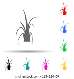 chinese evergreen multi color style icon. Simple glyph, flat vector of plants icons for ui and ux, website or mobile application