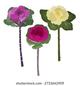 Chinese Flowering Cabbage for botanical themes, seasonal decor, garden inspiration, cultural storytelling, educational materials, eco concepts.
