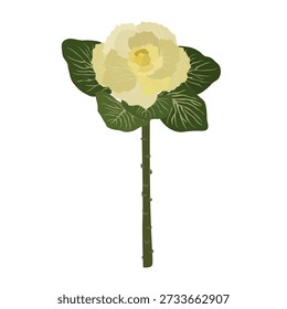 Chinese Flowering White Cabbage for botanical themes, seasonal decor, garden inspiration, cultural storytelling, educational materials, eco concepts.