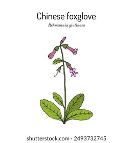 Chinese Foxglove (Rehmannia glutinosa), medicinal plant. Hand drawn botanical vector illustration