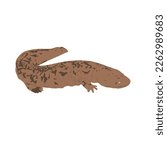  Chinese giant salamander, Andrias davidianus. Salamander vector design, png image with transparent background