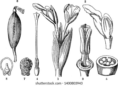 Chinese ginger is also called the Galangal, its divided in parts as shown in picture as Flowers of Kaempferia pandurata, inner row of corolla, style and stigma, transverse section of the ovary etc.