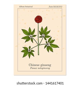 Chinese ginseng (Panax notoginseng), or three-seven root, medicinal plant. Hand drawn botanical vector illustration