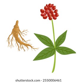 Chinese ginseng, vector drawing wild plant with red berries at white background, floral element, medicinal herb, hand drawn botanical illustration