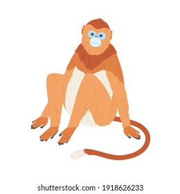 Chinese golden monkey with blue face and snub nose. Hand-drawn exotic Asian animal with long tail and limbs. Colorful flat vector illustration isolated on white background