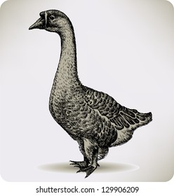 Chinese Goose Bird Handdrawing Vector Illustration Stock Vector ...