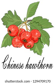 Chinese hawthorn fruit illustration vector