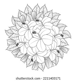 chinese hibiscus flower hand drawn coloring page illustration and line art isolated background  rose sharon flower   china rose flower drawing sketch