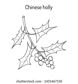Chinese or horned holly (Ilex cornuta), medicinal plant. Hand drawn botanical vector illustration