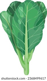 Chinese Kale. Chinese broccoli. Asian Vegetable Illustration Vector.