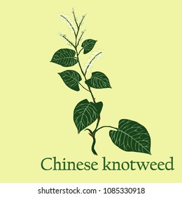 Chinese knotweed. Illustration of a plant in a vector with flower for use in botany.
