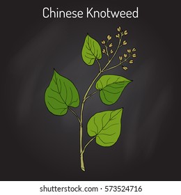 Chinese knotweed (Polygonum multiflorum), fo-ti, medicinal plant. Hand drawn botanical vector illustration