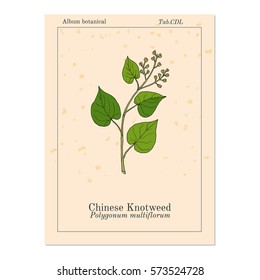 Chinese knotweed (Polygonum multiflorum), fo-ti, medicinal plant. Hand drawn botanical vector illustration