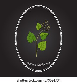 Chinese knotweed (Polygonum multiflorum), fo-ti, medicinal plant. Hand drawn botanical vector illustration