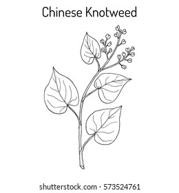 Chinese knotweed (Polygonum multiflorum), fo-ti, medicinal plant. Hand drawn botanical vector illustration