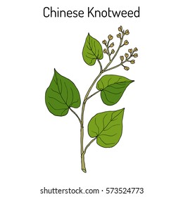 Chinese knotweed (Polygonum multiflorum), fo-ti, medicinal plant. Hand drawn botanical vector illustration