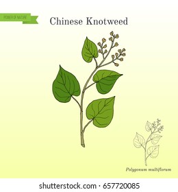 Chinese knotweed (Polygonum multiflorum), fo-ti, medicinal plant. Hand drawn botanical vector illustration