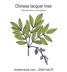 Chinese lacquer tree (Toxicodendron vernicifluum), medicinal plant. Hand drawn botanical vector illustration