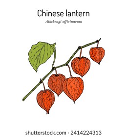 Linterna china, o cereza de vejiga (Alkekengi officinarum), planta ornamental y medicinal. Ilustración de vector botánico dibujada a mano