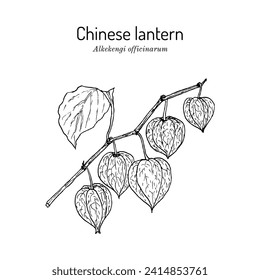 Linterna china, o cereza de vejiga (Alkekengi officinarum), planta ornamental y medicinal. Ilustración de vector botánico dibujada a mano