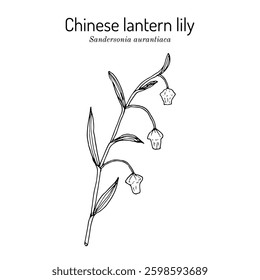 Chinese lantern lily (Sandersonia aurantiaca), medicinal and ornamental plant. Hand drawn botanical vector illustration