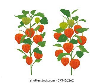 Chinese lantern plants vector illustration