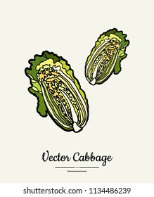 Chinese leaf cabbage hand drawn illustration. Isolated green cabbage sketch for hipster vegetarian poster, cooking school, restaurant menu, banner, logo, icon, food shop, harvest festival, sticker.