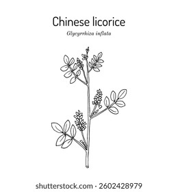 Chinese licorice (Glycyrrhiza inflata), medicinal and edible plant. Hand drawn botanical vector illustration