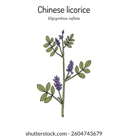 Chinese licorice (Glycyrrhiza inflata), medicinal and edible plant. Hand drawn botanical vector illustration