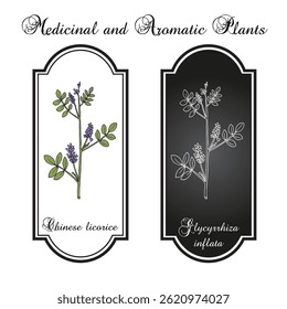 Chinese licorice (Glycyrrhiza inflata), medicinal and edible plant. Hand drawn botanical vector illustration