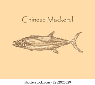 Chinese mackerel Fish illustration with details and highlights in engraving style.