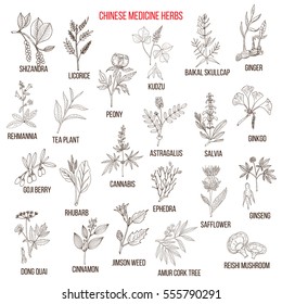 Chinese medicinal herbs. Hand drawn vector set of medicinal plants