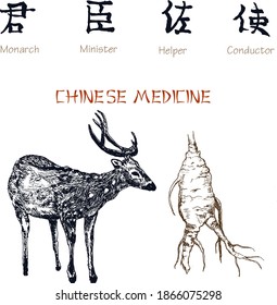 Chinese Medicine Ink Pen Sketch Isolated On White Background. Chinese Medical Deer Antlers And Ginseng Root. Hieroglyphs Means Monarch, Minister,helper, Conductor.