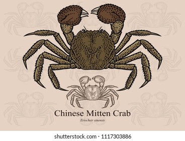 Chinese Mitten Crab. Vector illustration with refined details and optimized stroke that allows the image to be used in small sizes (in packaging design, decoration, educational graphics, etc.)