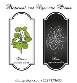Chinese money plant (Pilea peperomioides), houseplant and medicinal plant. Hand drawn botanical vector illustration