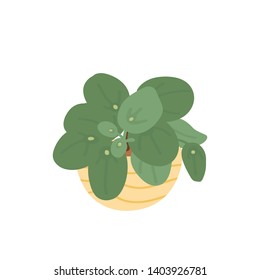 Chinese Money Plant. Pot plant. Houseplant isolated on white background. Vector illustration in hand-drawn flat