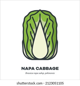 Chinese or Napa Cabbafe vegetable icon, outline with color fill style vector illustration