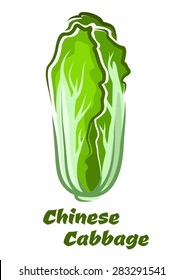 Chinese or napa cabbage vegetable poster in cartoon style showing oblong head of crinkly green leaves with white prominent veins isolated on white background for food design