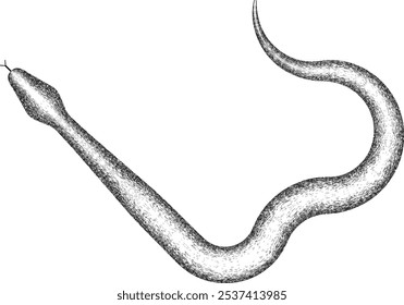 Chinese new year 2025 zodiac snake symbol .design elements . Year of the snake .World snake day logo. Line art . Vector illustration