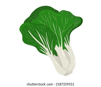 Chinese pak choi cabbage isolated on white background. Vector illustration